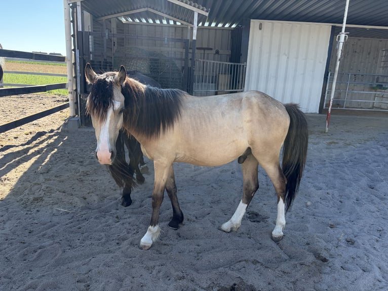 Welsh-A Hengst 1 Jahr 125 cm Buckskin in Scheibenhardt