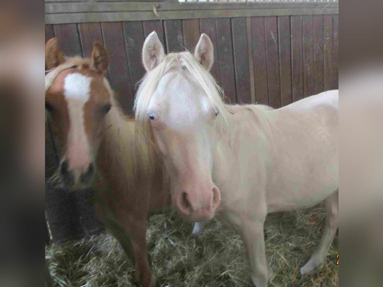 Welsh-A Hengst 1 Jahr Cremello in Herzberg