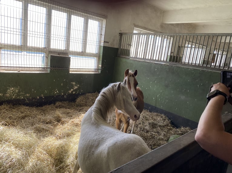 Welsh-A Hengst 1 Jahr Cremello in Herzberg