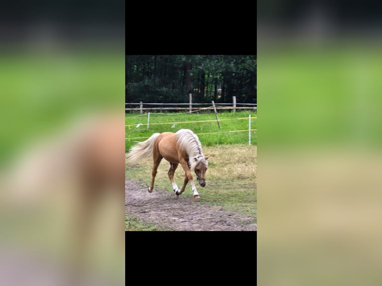 Welsh-A Hengst 1 Jahr Cremello in Menslage