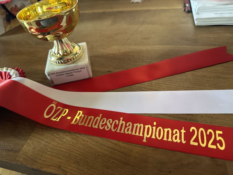 Welsh-A Hengst 1 Jahr Dunkelbrauner in Wegscheid