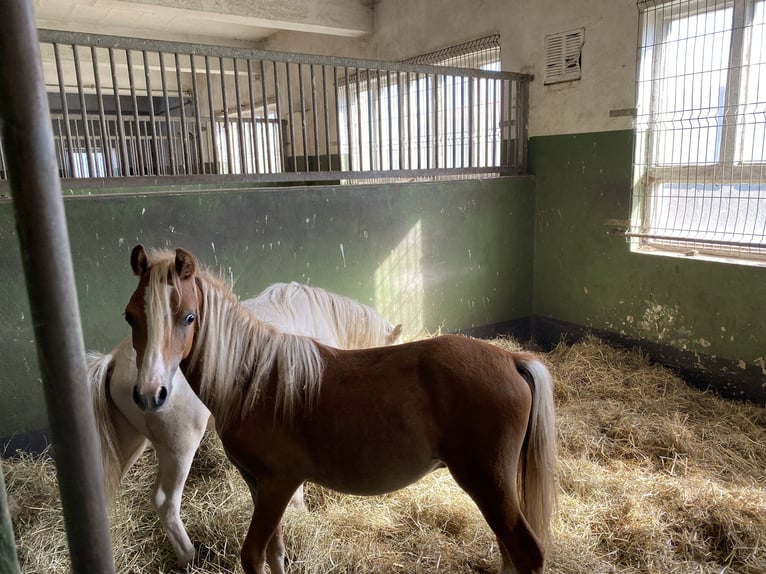 Welsh-A Hengst 1 Jahr Palomino in Herzberg