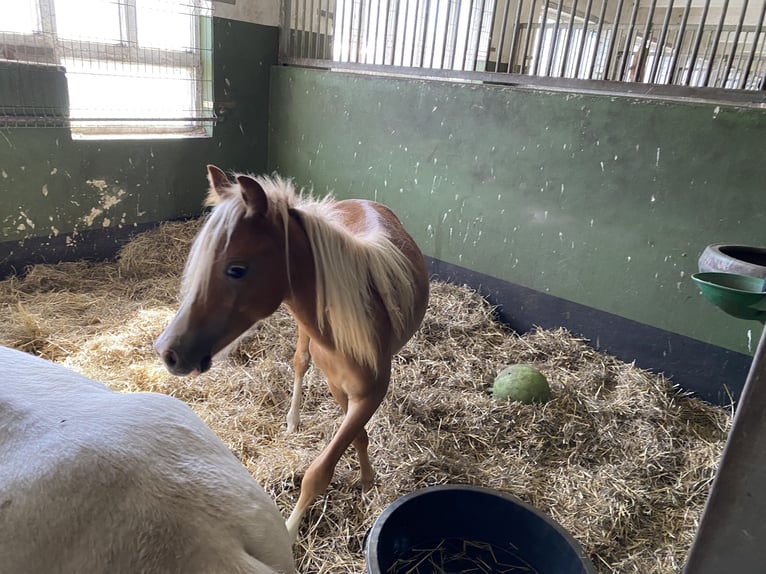 Welsh-A Hengst 1 Jahr Palomino in Herzberg