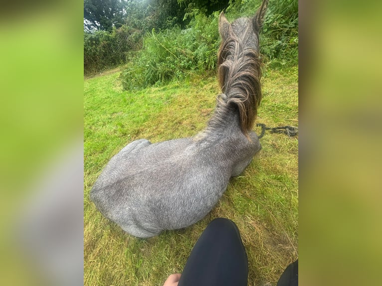 Welsh-A Hengst 1 Jahr Schimmel in Swansea