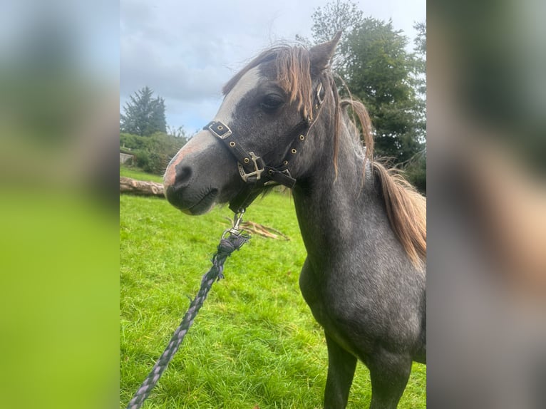Welsh-A Hengst 1 Jahr Schimmel in Swansea