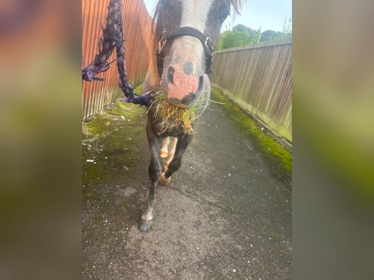 Welsh-A Hengst 1 Jahr Schimmel in Swansea