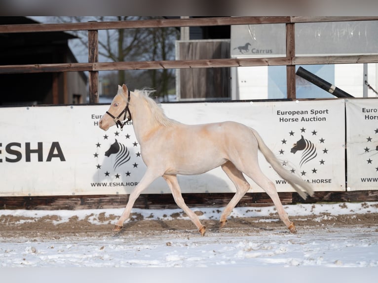 Welsh-A Hengst 2 Jaar 109 cm Cremello in Grote Brogel