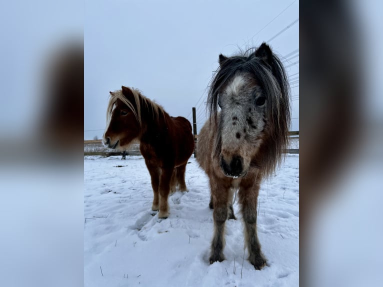 Welsh-A Hengst 2 Jaar 110 cm Appaloosa in Langgöns