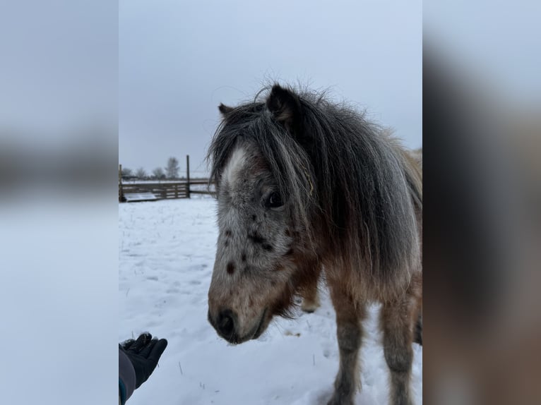 Welsh-A Hengst 2 Jaar 110 cm Appaloosa in Langgöns