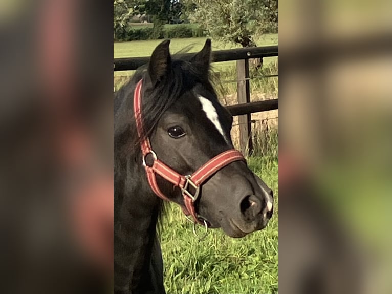 Welsh-A Hengst 2 Jaar 110 cm Zwart in Baak