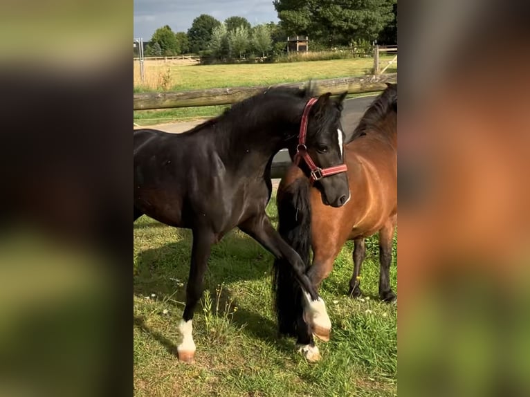 Welsh-A Hengst 2 Jaar 110 cm Zwart in Baak