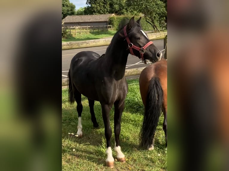 Welsh-A Hengst 2 Jaar 110 cm Zwart in Baak