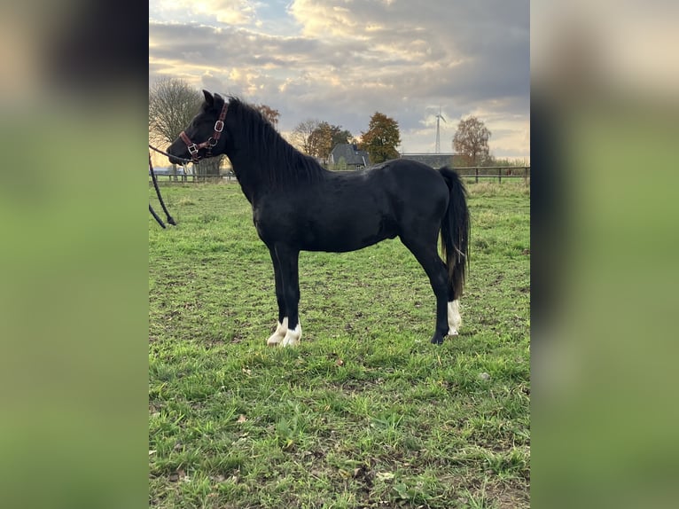 Welsh-A Hengst 2 Jaar 110 cm Zwart in Baak