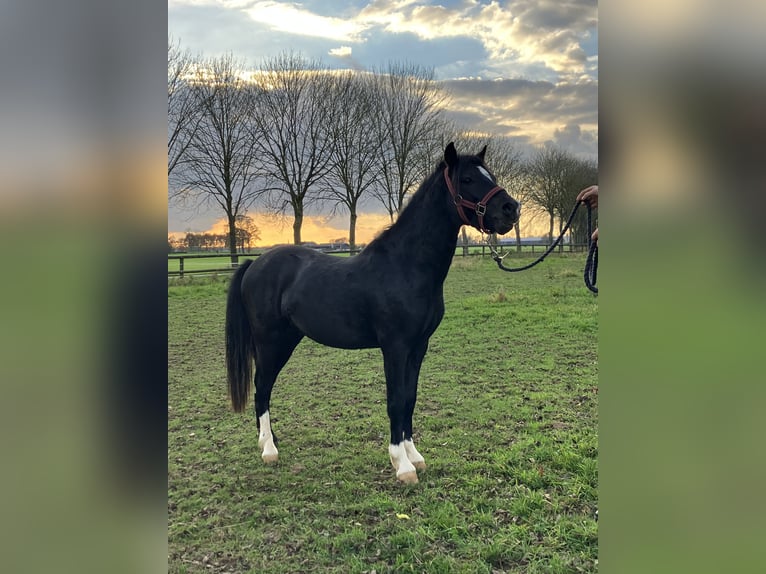 Welsh-A Hengst 2 Jaar 110 cm Zwart in Baak