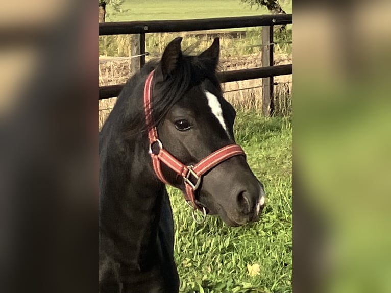 Welsh-A Hengst 2 Jaar 110 cm Zwart in Baak