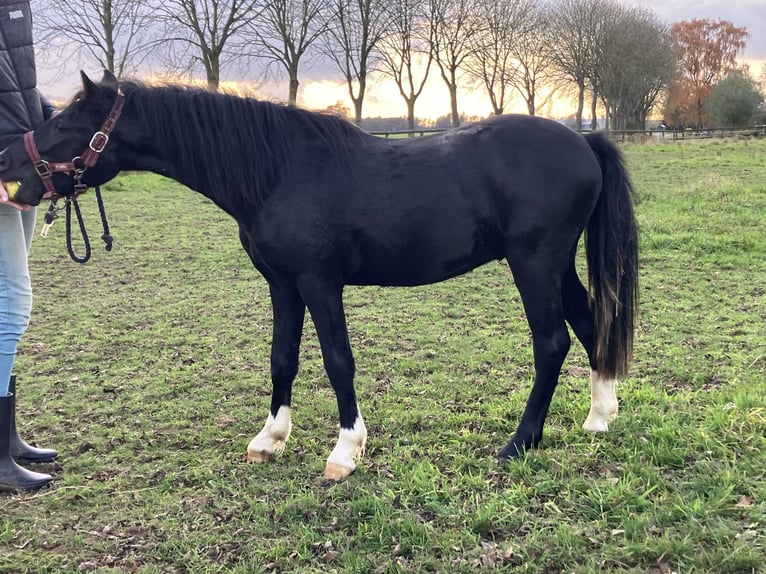 Welsh-A Hengst 2 Jaar 110 cm Zwart in Baak