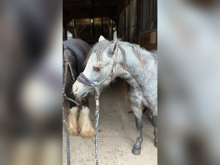 Welsh-A Hengst 2 Jaar 113 cm Blauwschimmel in Bentzin