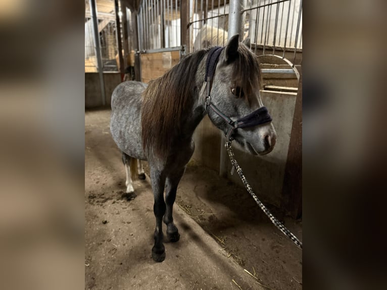Welsh-A Hengst 2 Jaar 113 cm Blauwschimmel in Bentzin