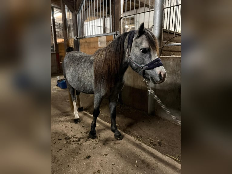 Welsh-A Hengst 2 Jaar 113 cm Blauwschimmel in Bentzin