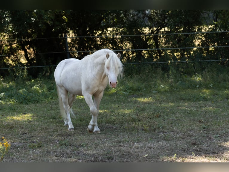 Welsh-A Hengst 2 Jaar 118 cm Cremello in Schönberg