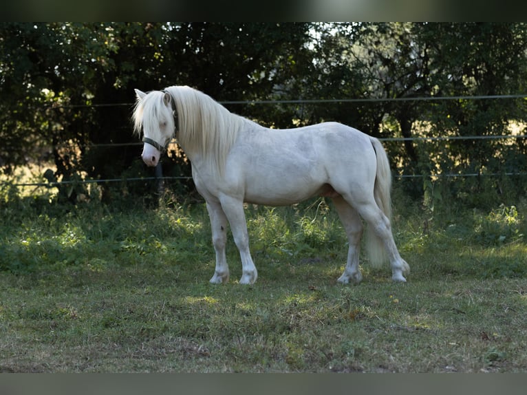 Welsh-A Hengst 2 Jaar 118 cm Cremello in Schönberg
