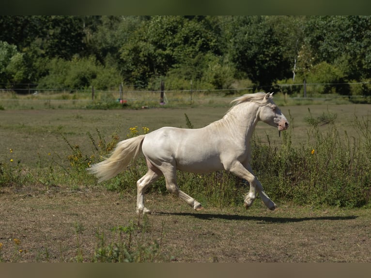 Welsh-A Hengst 2 Jaar 118 cm Cremello in Schönberg