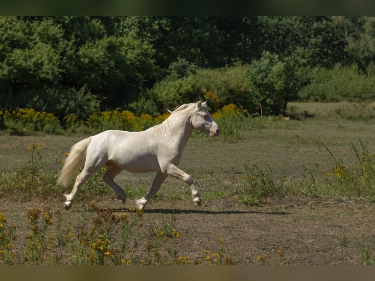 Welsh-A Hengst 2 Jaar 118 cm Cremello in Schönberg