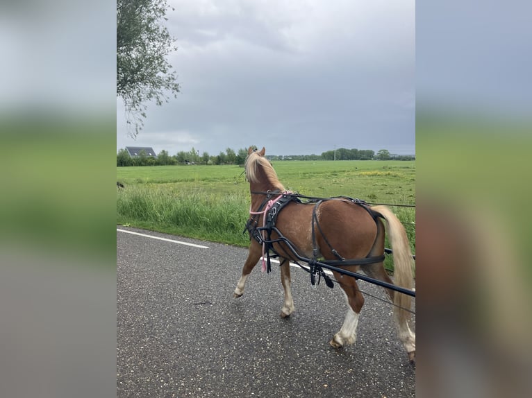 Welsh-A Hengst 2 Jaar 119 cm Vos in Giessenburg