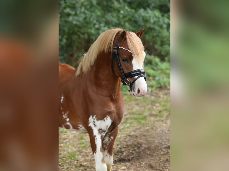 Welsh-A Hengst 2 Jaar 120 cm Vos in Aalten