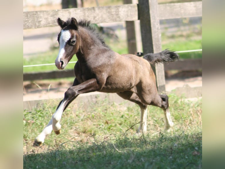 Welsh-A Hengst 2 Jaar Schimmel in Erwitte