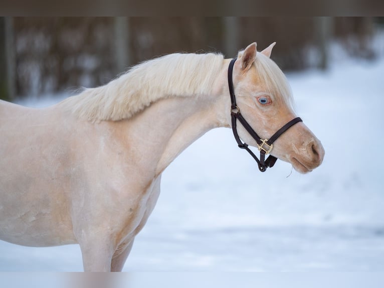 Welsh-A Hengst 2 Jahre 109 cm Cremello in Grote Brogel