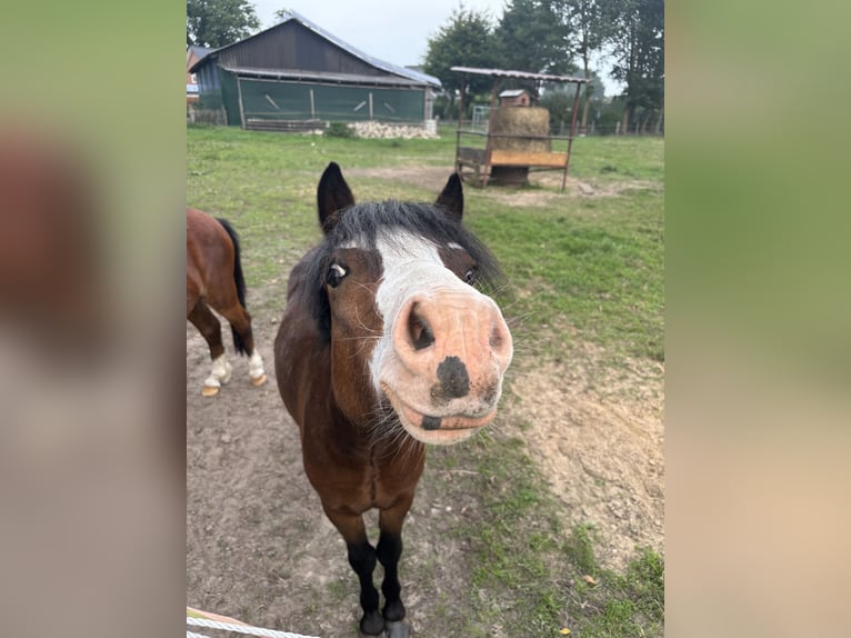 Welsh-A Hengst 2 Jahre 110 cm Dunkelbrauner in Neuenkirchen-Vörden