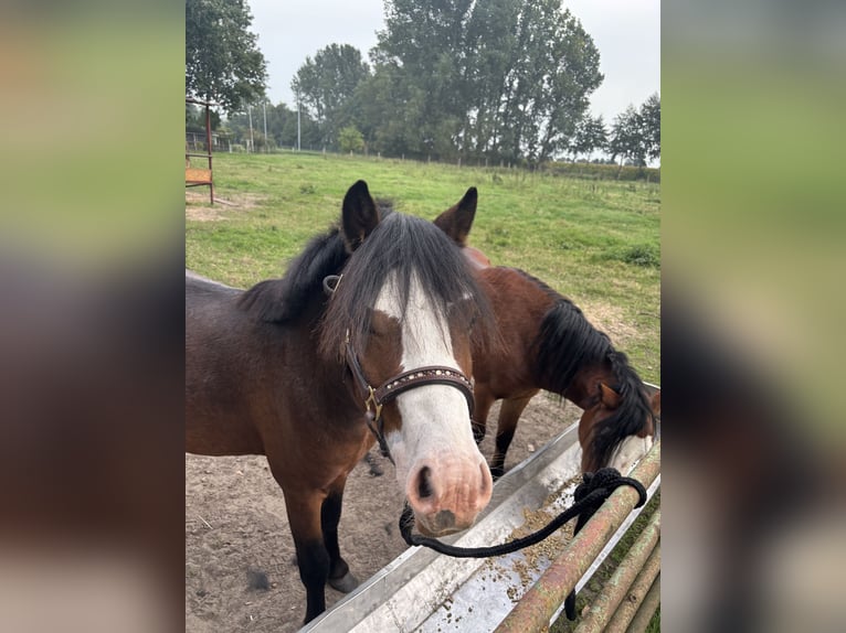 Welsh-A Hengst 2 Jahre 110 cm Dunkelbrauner in Neuenkirchen-Vörden