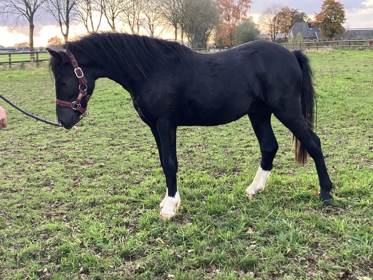 Welsh-A Hengst 2 Jahre 110 cm Rappe in Baak