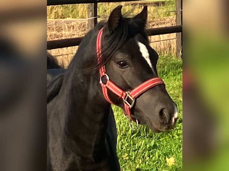 Welsh-A Hengst 2 Jahre 110 cm Rappe in Baak