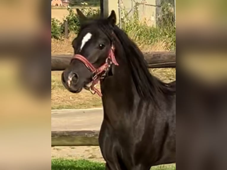 Welsh-A Hengst 2 Jahre 110 cm Rappe in Baak