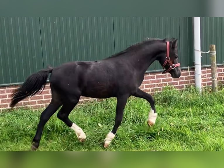 Welsh-A Hengst 2 Jahre 110 cm Rappe in Baak
