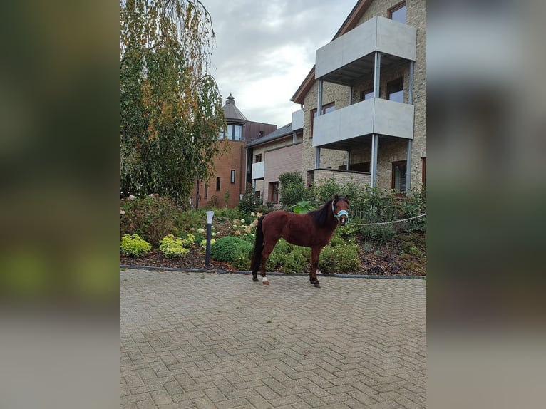 Welsh-A Mix Hengst 2 Jahre 115 cm Brauner in Metelen