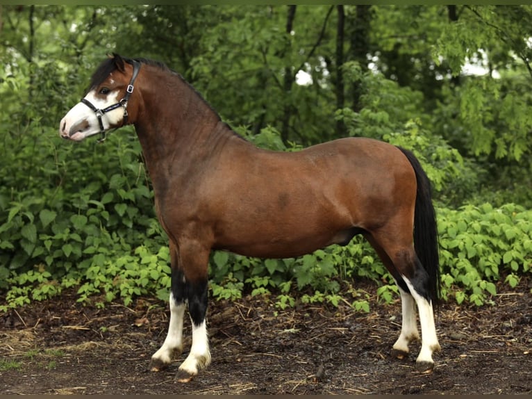 Welsh-A Hengst 2 Jahre 117 cm Brauner in Aalten
