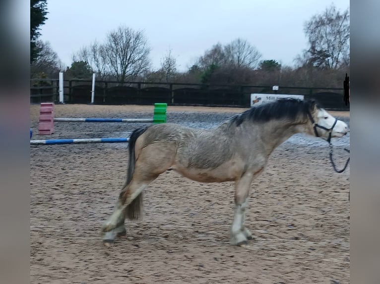 Welsh-A Mix Hengst 2 Jahre 117 cm Buckskin in Stockport
