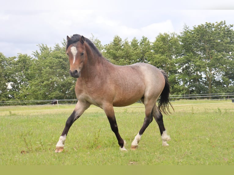 Welsh-A Hengst 2 Jahre 117 cm Roan-Bay in Kloosterburen