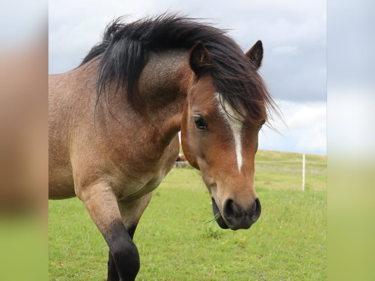 Welsh-A Hengst 2 Jahre 117 cm Roan-Bay in Kloosterburen