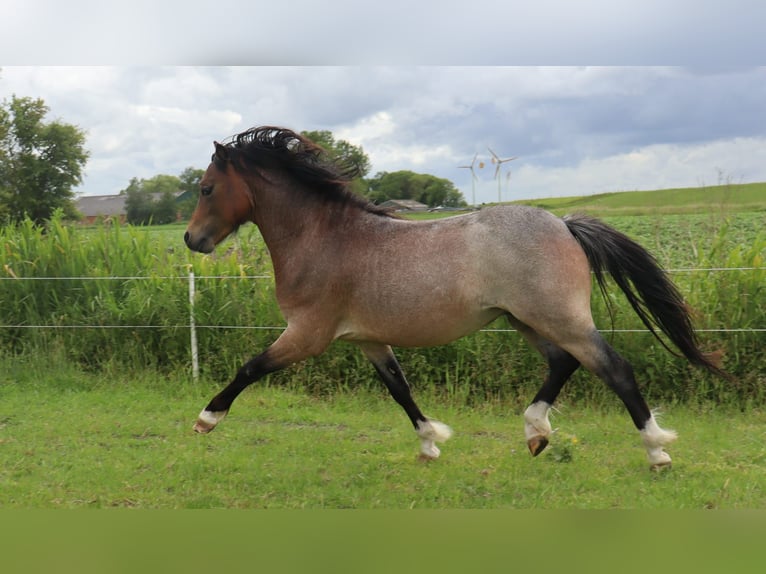 Welsh-A Hengst 2 Jahre 117 cm Roan-Bay in Kloosterburen