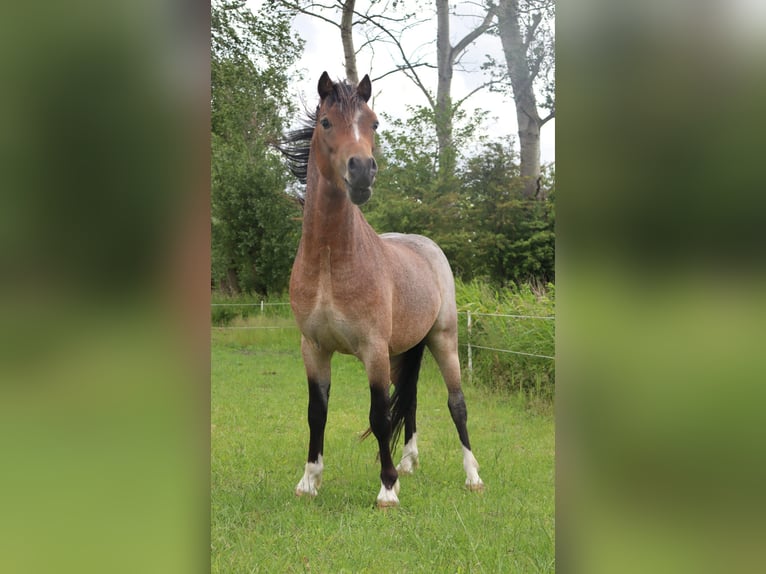 Welsh-A Hengst 2 Jahre 117 cm Roan-Bay in Kloosterburen