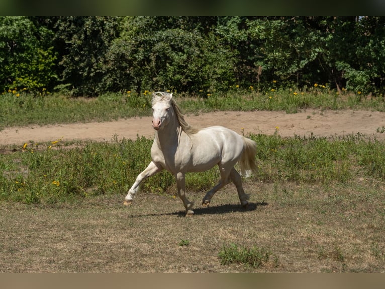 Welsh-A Hengst 2 Jahre 118 cm Cremello in Schönberg