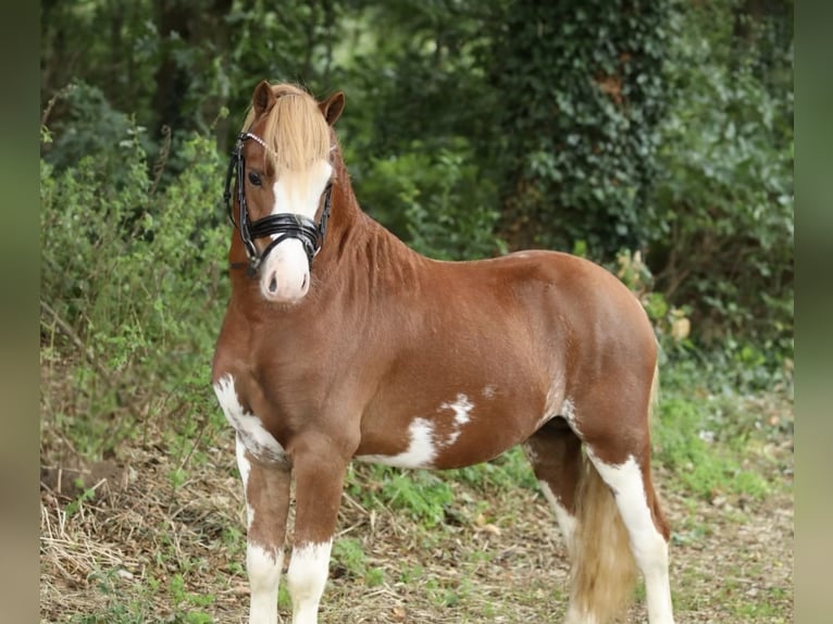 Welsh-A Hengst 2 Jahre 120 cm Fuchs in Aalten