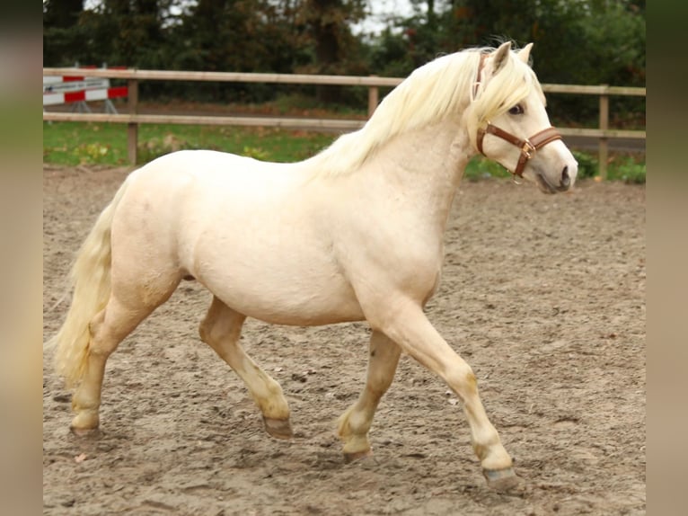 Welsh-A Hengst 2 Jahre 122 cm Palomino in Aalten