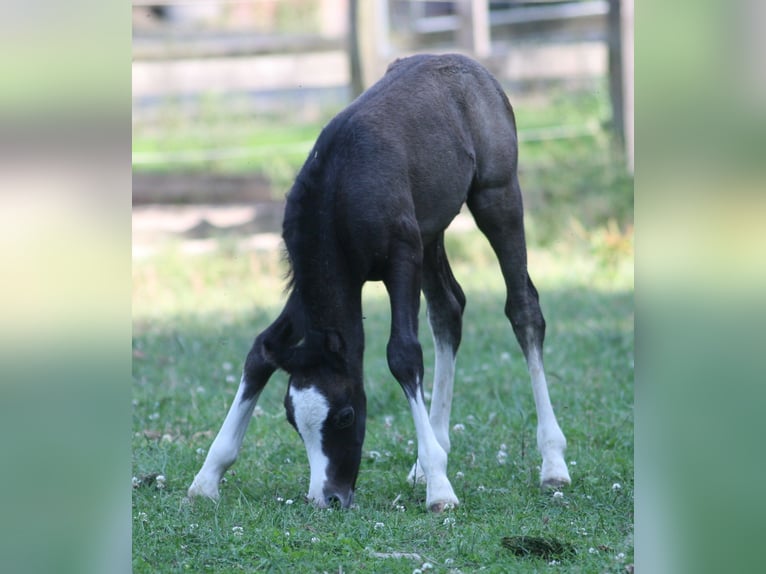 Welsh-A Hengst 2 Jahre Schimmel in Erwitte