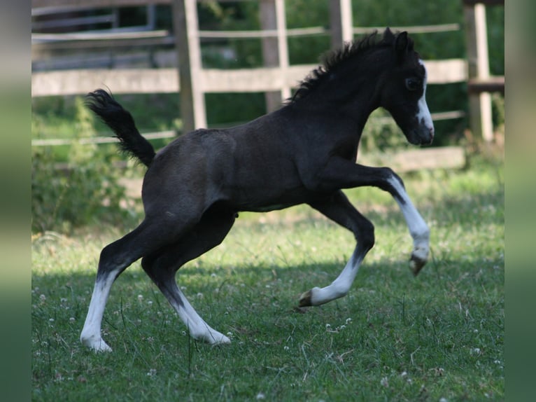 Welsh-A Hengst 2 Jahre Schimmel in Erwitte