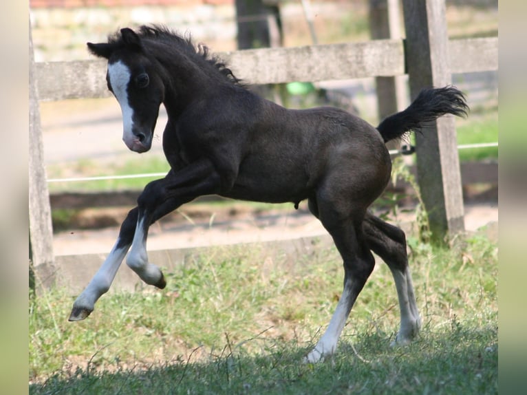 Welsh-A Hengst 2 Jahre Schimmel in Erwitte